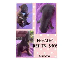 Males and Females Standard size Aussie puppies - 3