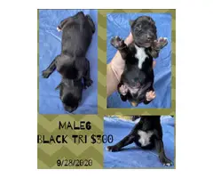Males and Females Standard size Aussie puppies - 6