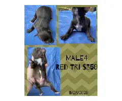 Males and Females Standard size Aussie puppies - 7