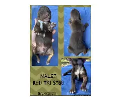 Males and Females Standard size Aussie puppies - 8