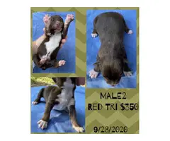 Males and Females Standard size Aussie puppies - 9