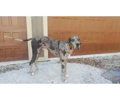 Merle Great Dane Puppy for good home