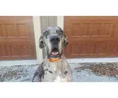 Merle Great Dane Puppy for good home - 2