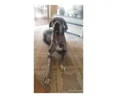 Merle Great Dane Puppy for good home - 5