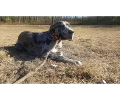 Merle Great Dane Puppy for good home - 8