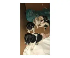 Three girls and one boy rat terriers - 4
