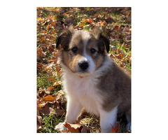 Long-Haired Collie puppies in Springfield, Missouri ...