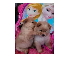 AKC registered chow puppies for sale
