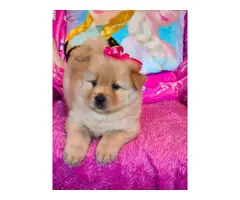 AKC registered chow puppies for sale - 2
