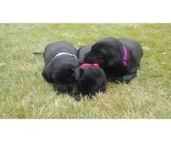 3 Black Lab Puppies for Adoption