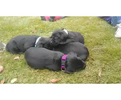 3 Black Lab Puppies for Adoption - 3