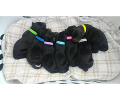 3 Black Lab Puppies for Adoption in Salt Lake City, Utah ...