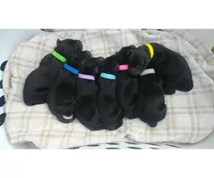 3 Black Lab Puppies for Adoption - 5