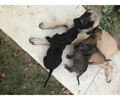 6 Daniff puppies looking for good homes