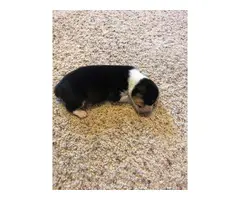 2 male Welsh Corgi puppies for Christmas - 1