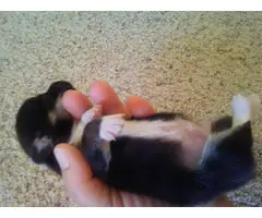 2 male Welsh Corgi puppies for Christmas - 6