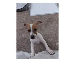 Registered Jack Russell puppy for sale