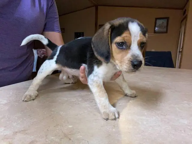 Male beagle pup - 1/4