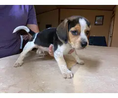 Male beagle pup