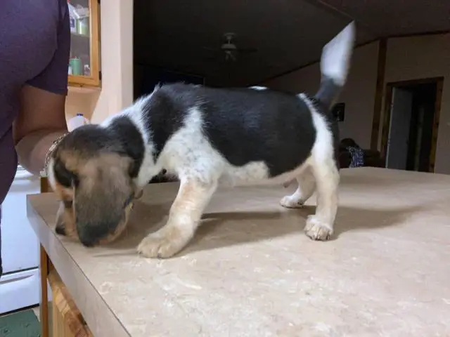 Male beagle pup - 2/4