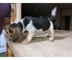 Male beagle pup - 2