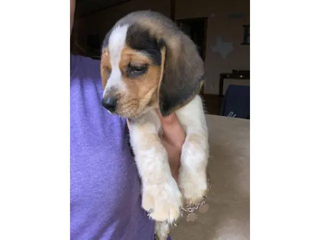 Male beagle pup - 4/4