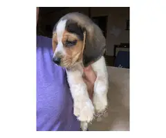 Male beagle pup - 4