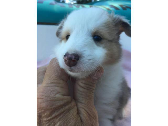 Shetland sheepdog puppies for sale in Ocala, Florida ...