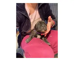 3 females Boerboel puppies for sale