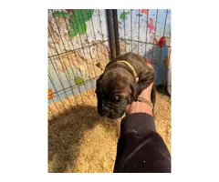 3 females Boerboel puppies for sale