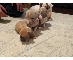 3 Girls 3 Boys left Purebred American Bully Puppies