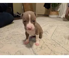 3 Girls 3 Boys left Purebred American Bully Puppies - 4