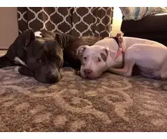 3 Girls 3 Boys left Purebred American Bully Puppies - 10