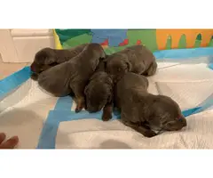 Doberman puppies 5 boys 5 girls