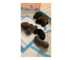 Doberman puppies 5 boys 5 girls - 2