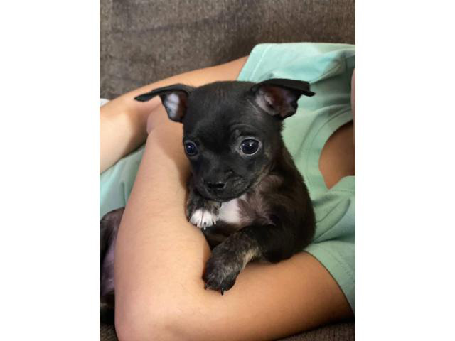 Purebred Chihuahua Maricopa Puppies for Sale Near Me