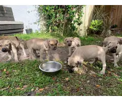10 Black Mouth Cur Puppies for Sale