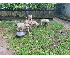 10 Black Mouth Cur Puppies for Sale - 2