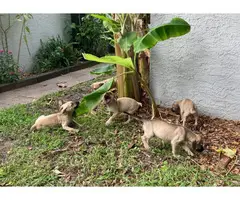 10 Black Mouth Cur Puppies for Sale - 3