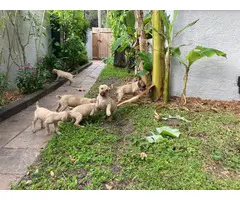 10 Black Mouth Cur Puppies for Sale - 4
