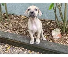 10 Black Mouth Cur Puppies for Sale - 5
