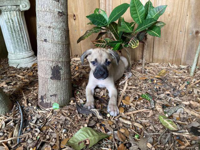 10 Black Mouth Cur Puppies for Sale in Winter Park ...