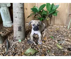 10 Black Mouth Cur Puppies for Sale - 8