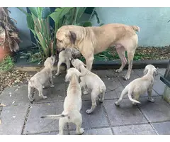 10 Black Mouth Cur Puppies for Sale - 9