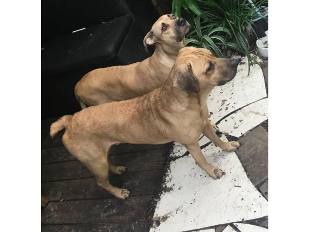 10 Black Mouth Cur Puppies for Sale in Winter Park ...