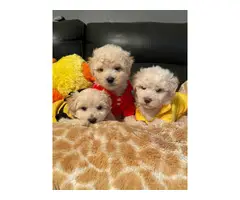 4 Shihpoo puppies available