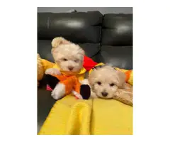 4 Shihpoo puppies available - 2