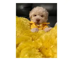 4 Shihpoo puppies available - 4