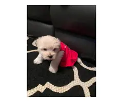 4 Shihpoo puppies available - 7