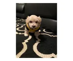 4 Shihpoo puppies available - 8